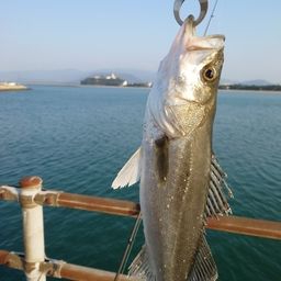 フッコ（マルスズキ）