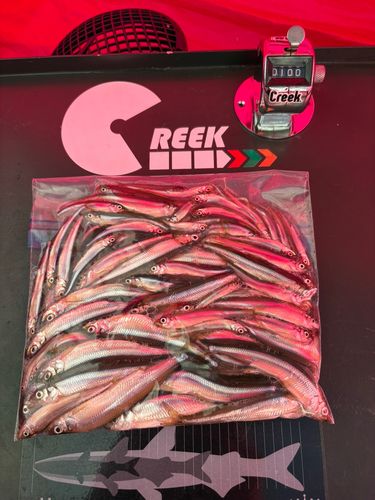 ワカサギの釣果