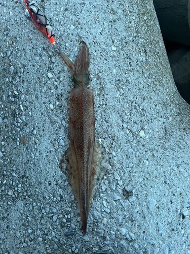 ヤリイカの釣果