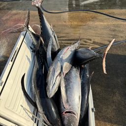 ビンチョウマグロ