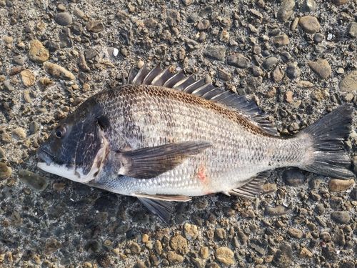 クロダイの釣果