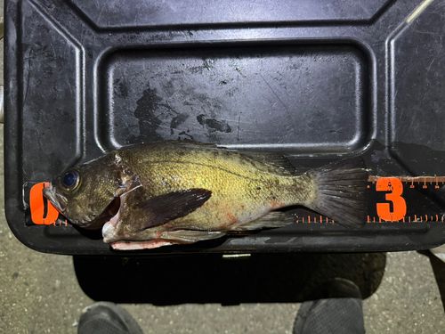 メバルの釣果