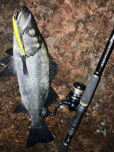 ヒラスズキの釣果