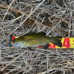 スモールマウスバス