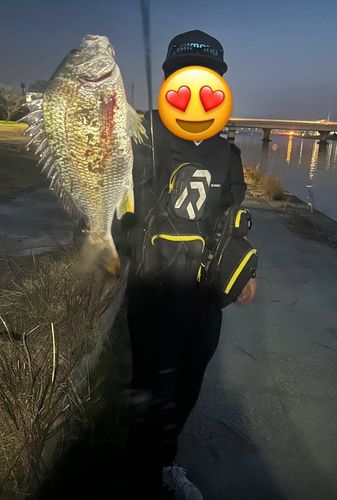 キビレの釣果