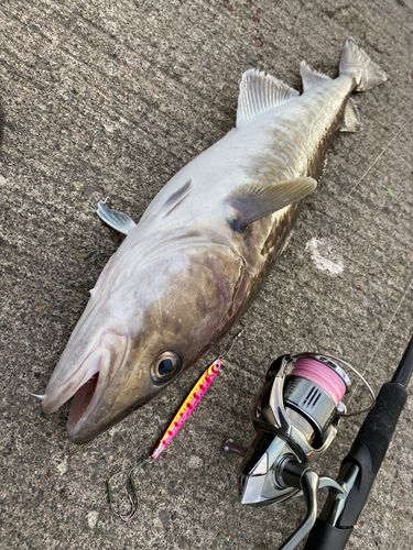 マダラの釣果