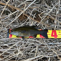 スモールマウスバス