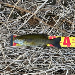 スモールマウスバス