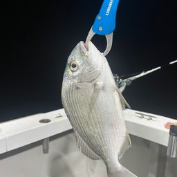 ヘダイ