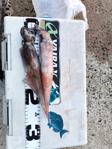 ササイカの釣果