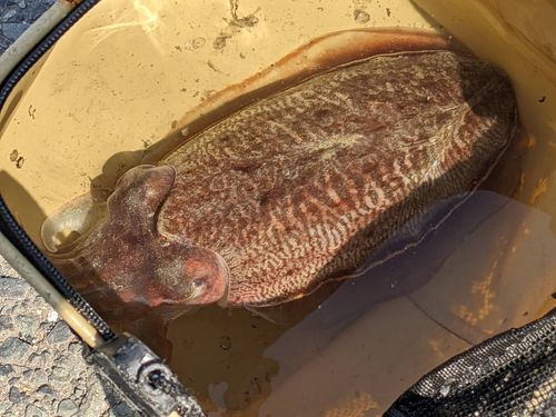 コウイカの釣果