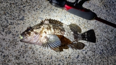 タケノコメバルの釣果