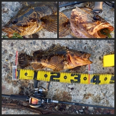 ベッコウゾイの釣果