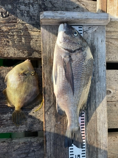クロダイの釣果
