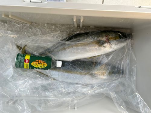 ヒラマサの釣果