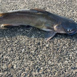 アメリカナマズ