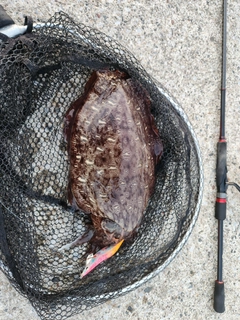 モンゴウイカの釣果