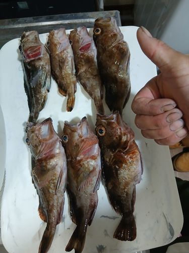 カサゴの釣果