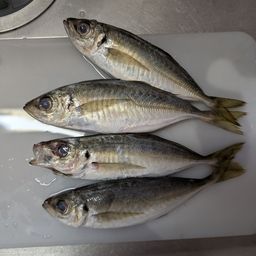 マアジ