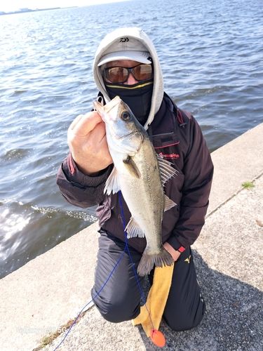 ハネ（マルスズキ）の釣果