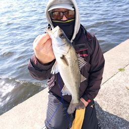 ハネ（マルスズキ）