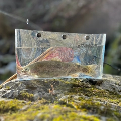 ニジマスの釣果