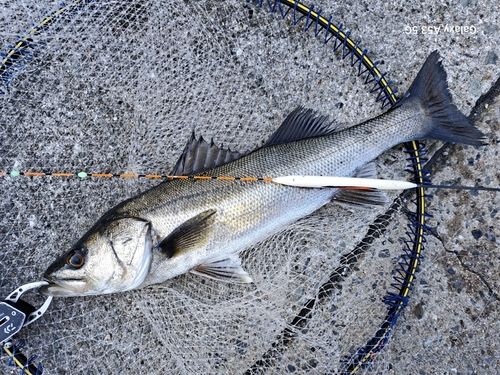ハネ（マルスズキ）の釣果
