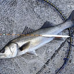 ハネ（マルスズキ）