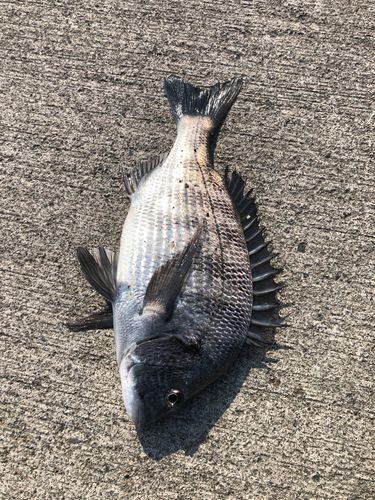 クロダイの釣果