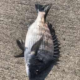 クロダイ