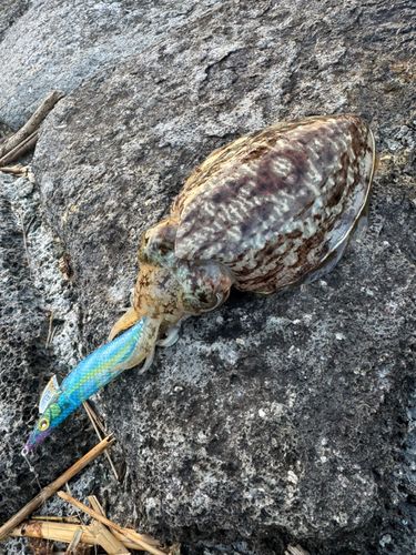 コウイカの釣果