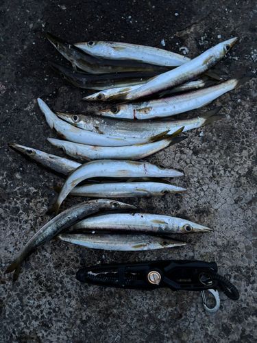 アカカマスの釣果