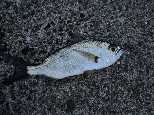 クロサギの釣果