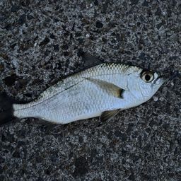 クロサギ
