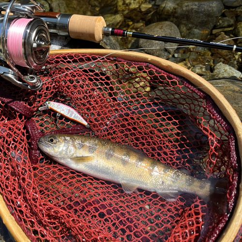 ヤマメの釣果