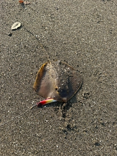 アカエイの釣果