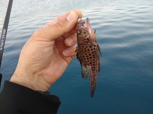 オオモンハタの釣果