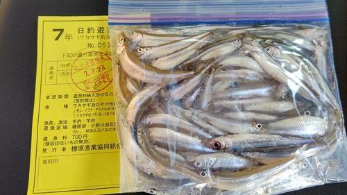 ワカサギの釣果