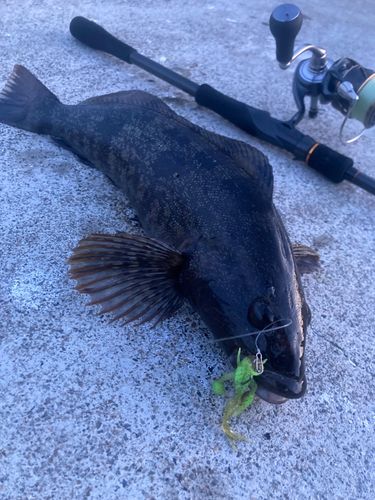 アイナメの釣果
