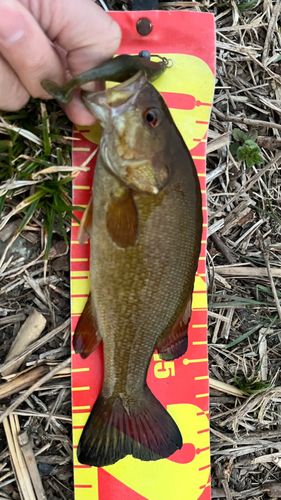 スモールマウスバスの釣果