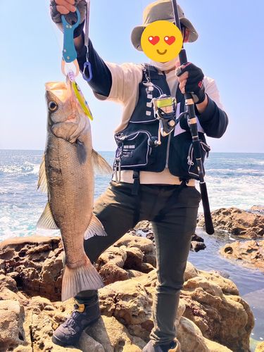 ヒラスズキ