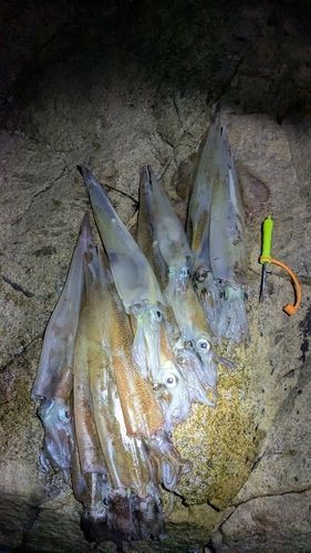 ヤリイカの釣果
