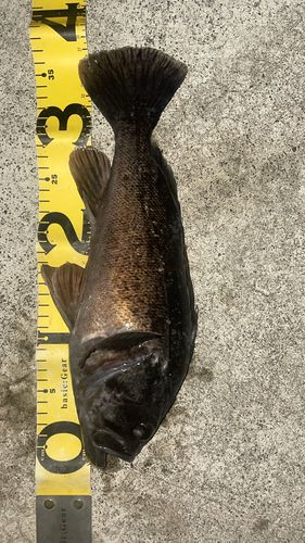 クロソイの釣果