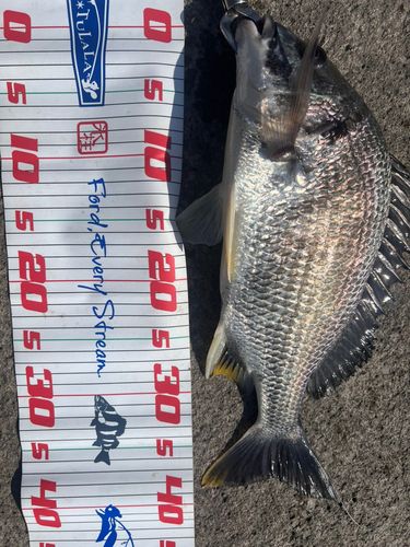 キビレの釣果