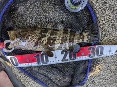 ヤイトハタの釣果