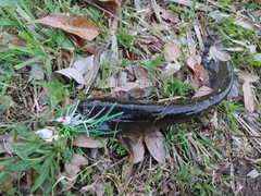 ナマズの釣果