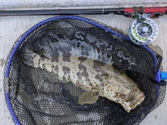 チャイロマルハタの釣果