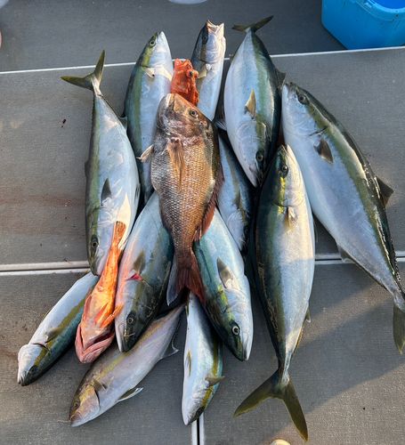 ボッコの釣果