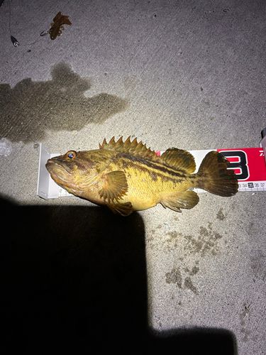 シマソイの釣果