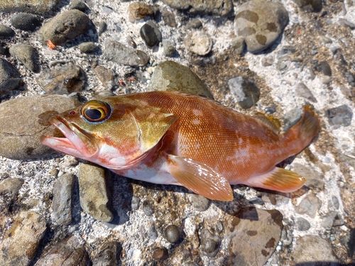 アカハタの釣果